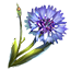 Corn Flower