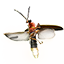 Torchbug Thorax